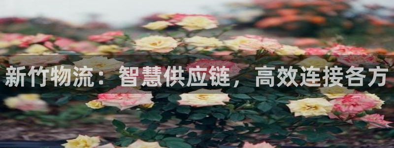 狗子28预测网：新竹物流：智慧供应链