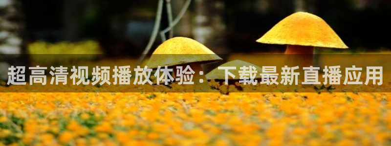 24直播网官网：超高清视频播放体验：下载最新直播应用