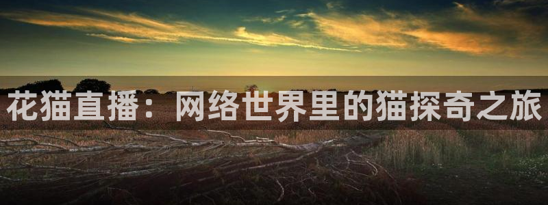 24直播吧nba在线直播jrs低调看直播：花猫直播：网络世界里的猫探奇之旅