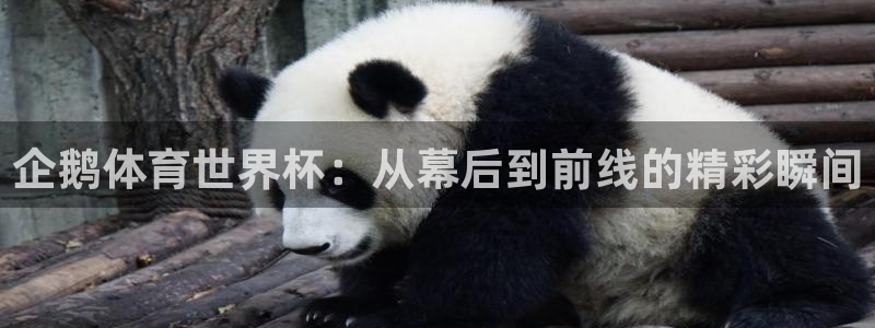 24直播足球直播：企鹅体育世界杯：从幕后到前线的精彩瞬间